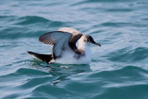 Puffin yelkouan