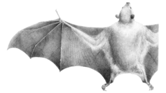 Temminck's Tailless Fruit Bat photo 1