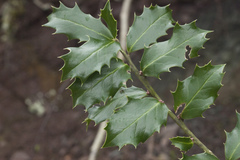 Ilex colchica