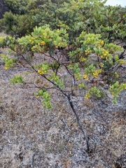 Acacia anceps