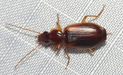 Cymindis limbata