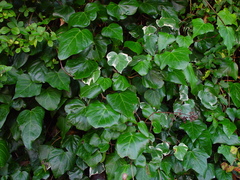 Hedera colchica