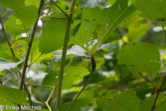 Neolasioptera vitinea