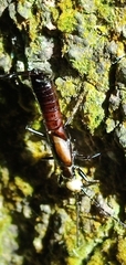 Opisthocosmiinae