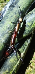 Opisthocosmiinae