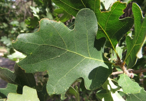 iNaturalist observation photo of Dumosae