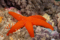 Fromia polypora