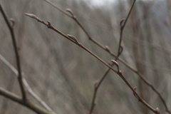 Alnus glutinosa barbata