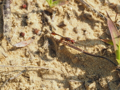 Gasteruption hastator