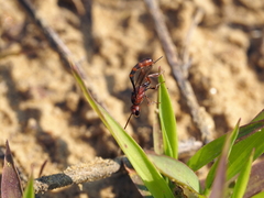 Gasteruption hastator