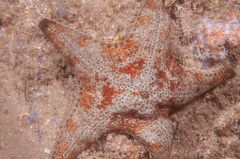 Anthenea sidneyensis