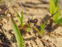 Gasteruption hastator