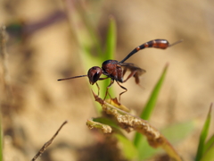 Gasteruption hastator