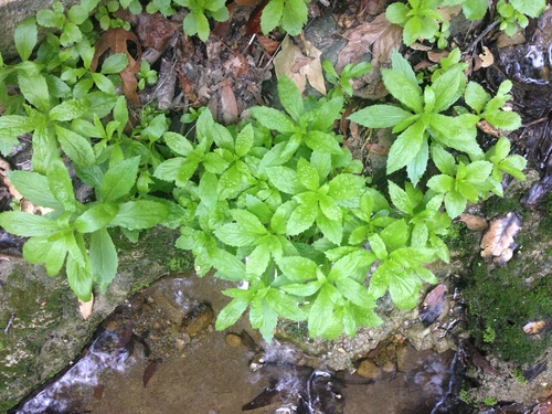 iNaturalist observation photo of Dicots