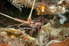 Panulirus femoristriga