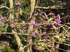 Callicarpa dichotoma
