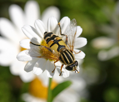 Helophilus trivittatus