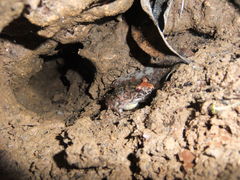 Leptodactylus validus