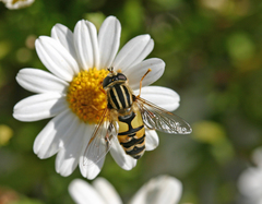Helophilus trivittatus