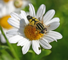 Helophilus trivittatus