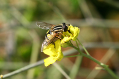 Helophilus trivittatus