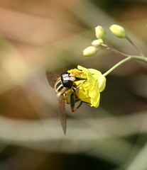 Helophilus trivittatus