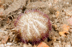 Temnopleurus alexandri