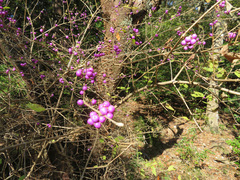 Callicarpa dichotoma
