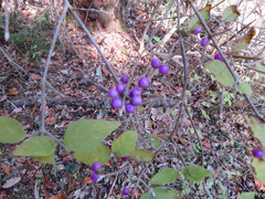 Callicarpa dichotoma