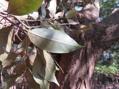 Castanopsis sieboldii