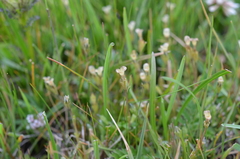 Gentiana leucomelaena