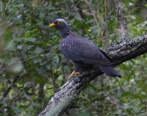 Rameron Pigeon
