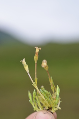 Gentiana leucomelaena