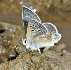 Agriades zullichi