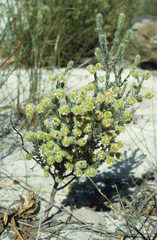 Erica capitata