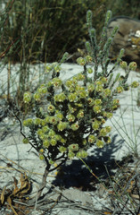Erica capitata