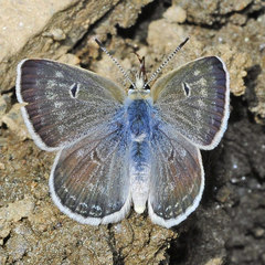 Agriades zullichi