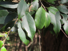 Castanopsis sieboldii