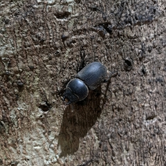 Apterodorcus bacchus