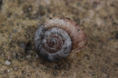 Backeljaia gigaxii