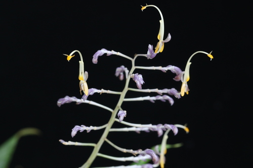Globba tricolor observed 2020-12-10
