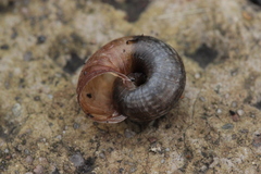 Backeljaia gigaxii