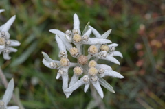 Leontopodium campestre