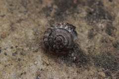 Xeroplexa intersecta