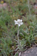 Leontopodium campestre