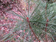 Pinus densiflora