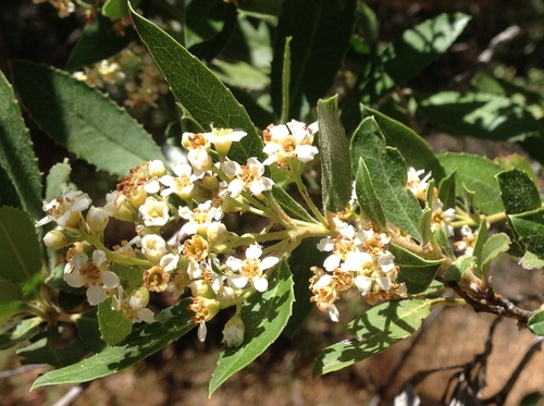 iNaturalist observation photo of Toyon