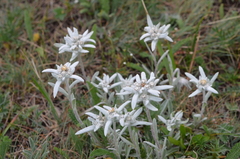 Leontopodium campestre