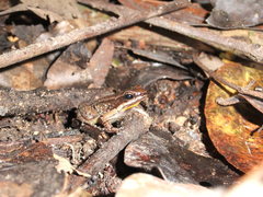 Mannophryne trinitatis