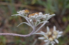Leontopodium campestre